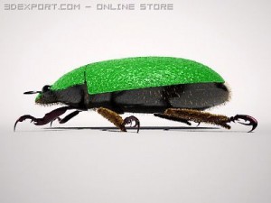 scarab 3D Model