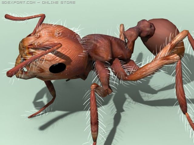 3d ants 3D 모델 .c4d .max .obj .3ds .fbx .stl .blend 