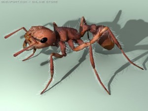 3d ants 3D 모델