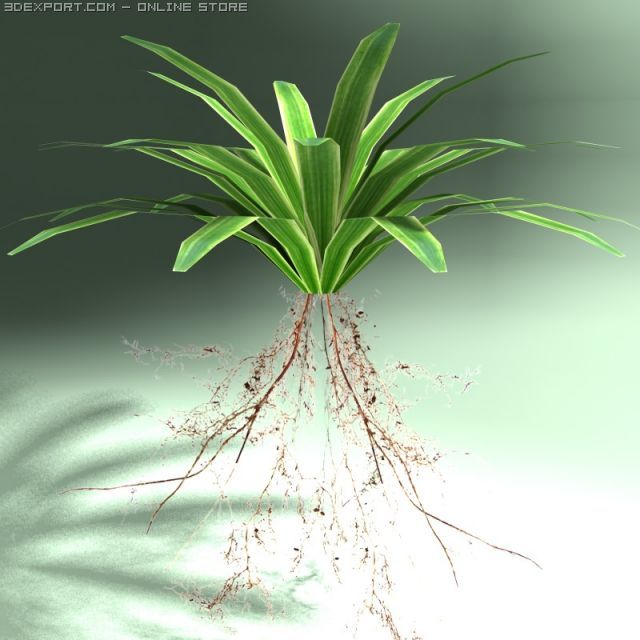 carex plant 3D-Modell .c4d .max .obj .3ds .fbx .stl .blend 