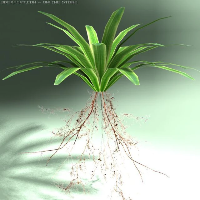 carex plant 3D Model .c4d .max .obj .3ds .fbx .stl .blend 