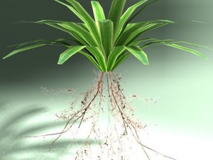 carex plant Modelo 3D