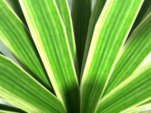 carex plant 3D-Modell