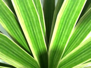 carex plant 3D Model