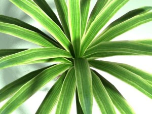 carex plant 3D Model