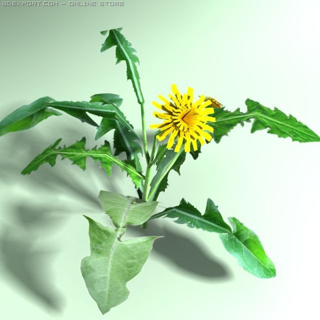 dandelion 3D मॉडल .c4d .max .obj .3ds .fbx .stl .blend 
