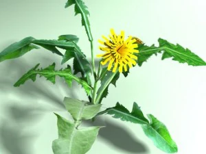 одуванчик 3D Модель