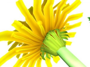 dandelion 3D मॉडल