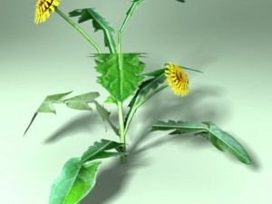 dandelion 3D मॉडल