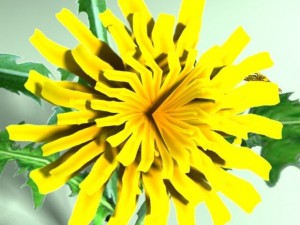 dandelion 3D मॉडल