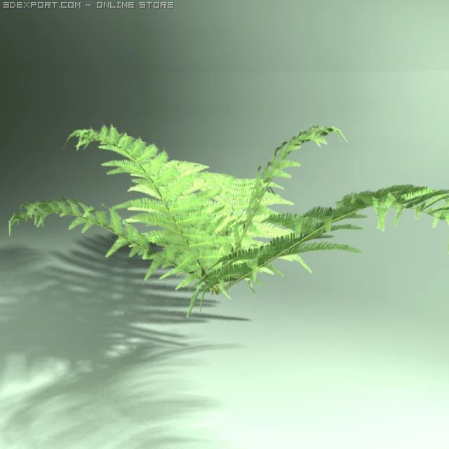 fern 3D Model .c4d .max .obj .3ds .fbx .stl .blend 