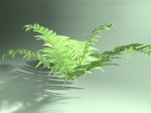 fern Modelo 3D