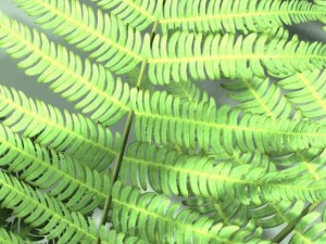 fern 3D Model