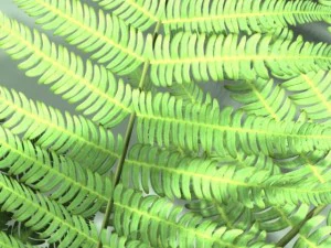 fern 3D Model