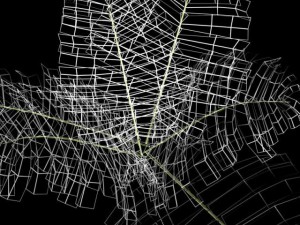 fern 3D Model