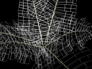 fern 3D Model