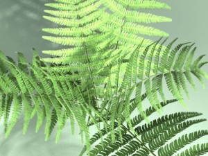 fern 3D Model