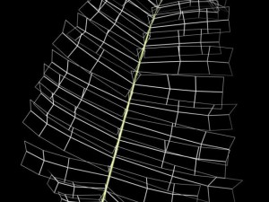 fern 3D Model