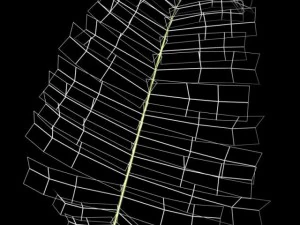 fern 3D Model