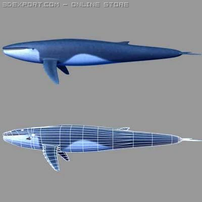 whale 3D Model .c4d .max .obj .3ds .fbx .stl .blend 