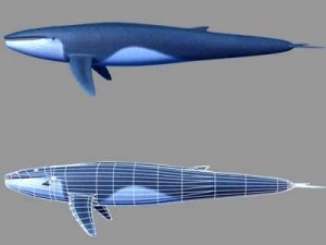 whale Modelo 3D