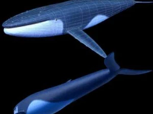 whale 3D Model