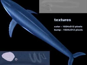 whale 3D Model
