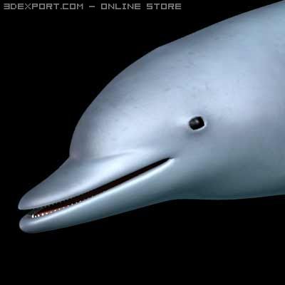 dolphin 3D 模型 .c4d .max .obj .3ds .fbx .stl .blend 