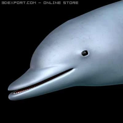 dolphin 3D Model .c4d .max .obj .3ds .fbx .stl .blend 