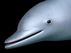 dolphin 3D Model