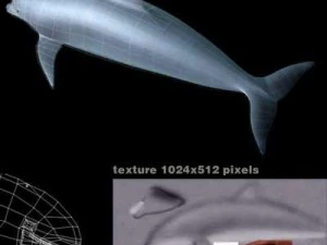 dolphin 3D Model