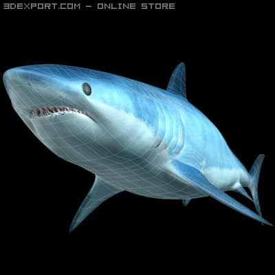 mako shark 3D Model .c4d .max .obj .3ds .fbx .stl .blend 