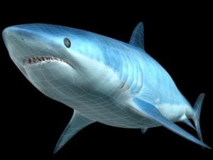 mako shark 3D Model
