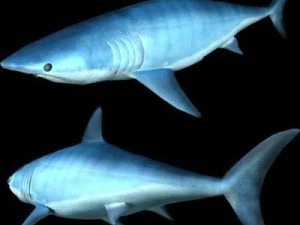 mako shark 3D Model