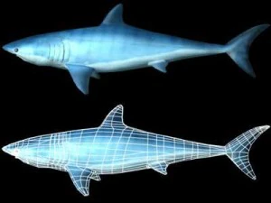 mako shark 3D Model