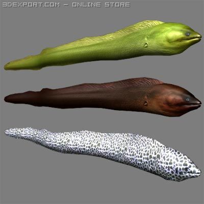murena 3D Model .c4d .max .obj .3ds .fbx .stl .blend 