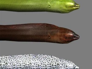 murena 3D Model