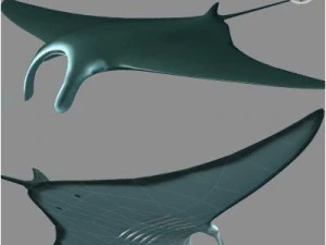 manta Modelo 3D