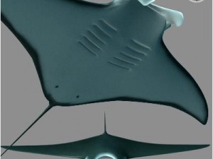manta 3D Модель