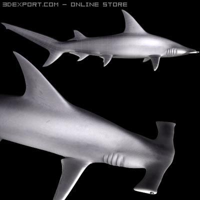 hammerhead shark 3D Model .c4d .max .obj .3ds .fbx .stl .blend 