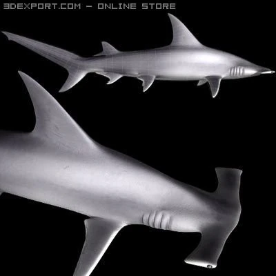 hammerhead shark 3D Model .c4d .max .obj .3ds .fbx .stl .blend 