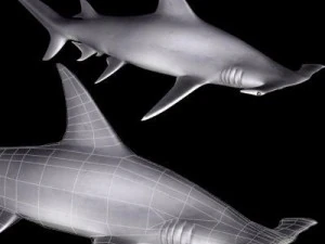 hammerhead shark 3D Model