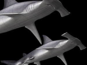 hammerhead shark 3D Model