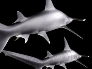 hammerhead shark 3D Model