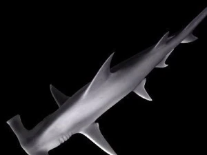 hammerhead shark 3D Model