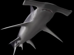 hammerhead shark 3D Model