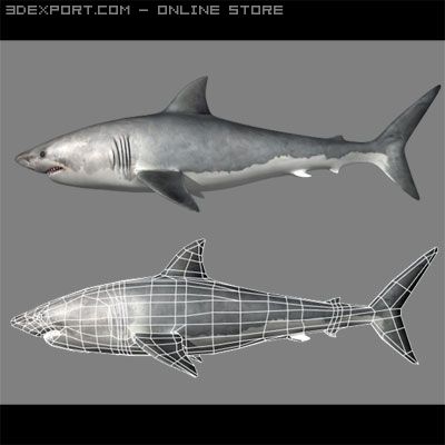 great white shark Modelo 3D .c4d .max .obj .3ds .fbx .stl .blend 
