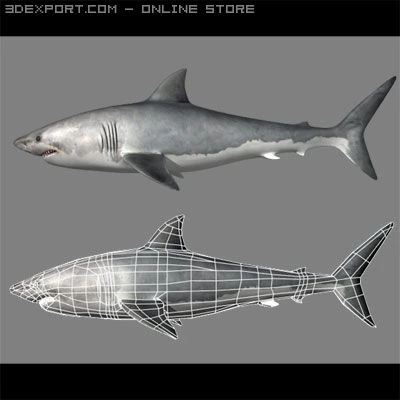 great white shark 3D Model .c4d .max .obj .3ds .fbx .stl .blend 