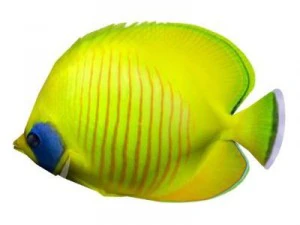 Chaetodon ryb tropikalnych Model 3D