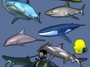 sea life collection 3D Model